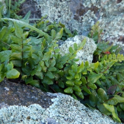 Pellaea calidirupium (Hot Rock Fern) at Belconnen, ACT - 21 May 2017 by CathB