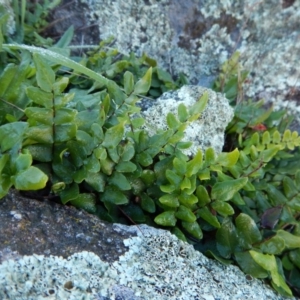 Pellaea calidirupium at Belconnen, ACT - 21 May 2017