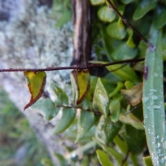 Pellaea calidirupium at Belconnen, ACT - 21 May 2017