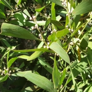 Acacia melanoxylon at Garran, ACT - 21 May 2017