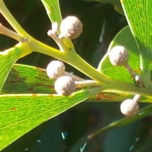 Acacia melanoxylon at Garran, ACT - 21 May 2017