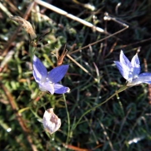 Wahlenbergia stricta subsp. stricta at Belconnen, ACT - 21 May 2017