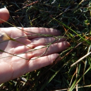 Wahlenbergia stricta subsp. stricta at Belconnen, ACT - 21 May 2017