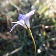 Wahlenbergia stricta subsp. stricta at Belconnen, ACT - 21 May 2017