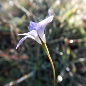 Wahlenbergia stricta subsp. stricta at Belconnen, ACT - 21 May 2017