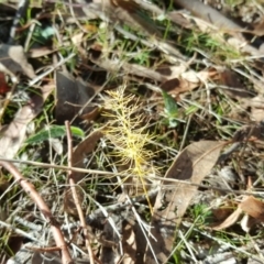 Asparagus officinalis (Asparagus) at Mount Mugga Mugga - 21 May 2017 by Mike