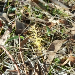 Asparagus officinalis at O'Malley, ACT - 21 May 2017 12:35 PM