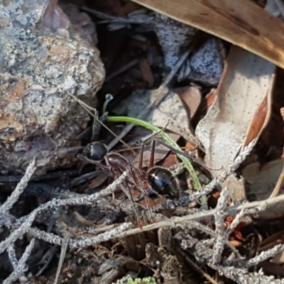 Camponotus intrepidus (Flumed Sugar Ant) at O'Malley, ACT - 21 May 2017 by Mike