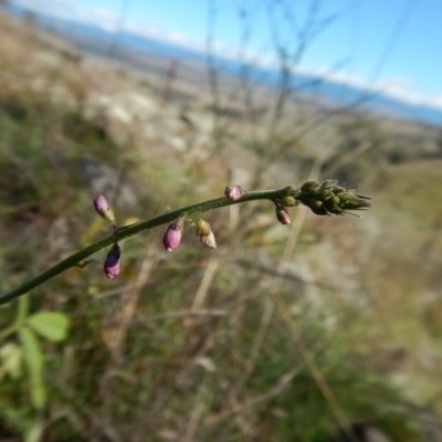 Oxytes brachypoda (Large Tick-trefoil) at Mount Painter - 21 May 2017 by CathB