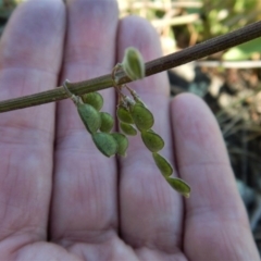 Oxytes brachypoda at Belconnen, ACT - 21 May 2017 11:50 AM