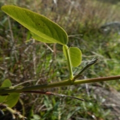 Oxytes brachypoda at Belconnen, ACT - 21 May 2017 11:50 AM