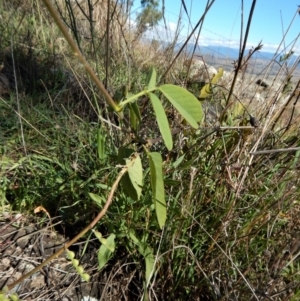 Oxytes brachypoda at Belconnen, ACT - 21 May 2017 11:50 AM