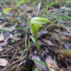 Diplodium alveatum (ACT) = Pterostylis alveata (NSW) (Coastal Greenhood) at Undefined - 21 May 2017 by RomanSoroka