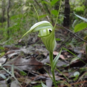 Pterostylis alveata at undefined - 21 May 2017