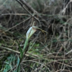 Diplodium laxum (Antelope greenhood) at Mount Majura - 21 May 2017 by AaronClausen