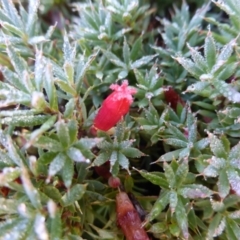 Styphelia humifusum (Cranberry Heath) at O'Malley, ACT - 21 May 2017 by Mike