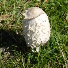 Coprinus comatus (Shaggy Ink Cap) at Mount Mugga Mugga - 21 May 2017 by Mike