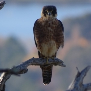 Falco longipennis at Garran, ACT - 16 May 2017 03:05 PM