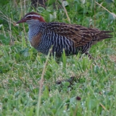 Gallirallus philippensis (Buff-banded Rail) at Watson, ACT - 20 May 2017 by roymcd