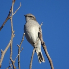 Melanodryas cucullata cucullata (Hooded Robin) at Googong Foreshore - 20 May 2017 by roymcd