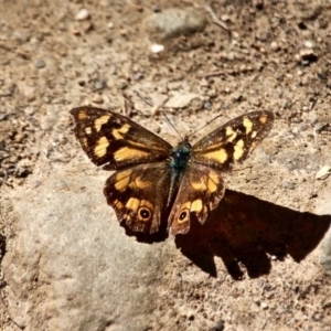 Heteronympha banksii at Nelson, NSW - 30 Apr 2017