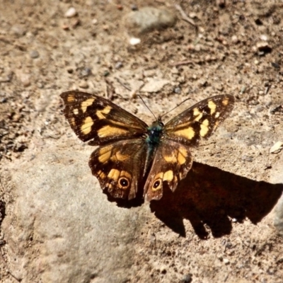 Heteronympha banksii (Banks' Brown) at Mimosa Rocks National Park - 30 Apr 2017 by RossMannell