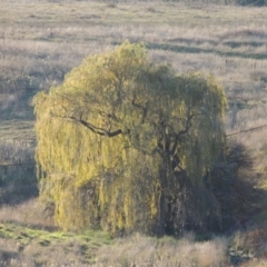 Salix babylonica (Weeping Willow) at Coombs, ACT - 21 May 2017 by MichaelBedingfield