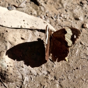 Heteronympha mirifica at Nelson, NSW - 30 Apr 2017