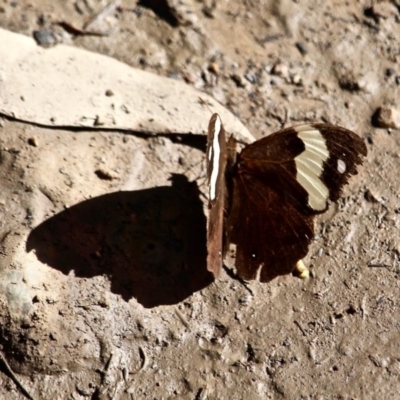 Heteronympha mirifica (Wonder Brown) at Nelson, NSW - 30 Apr 2017 by RossMannell