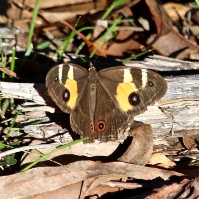 Tisiphone abeona (Varied Sword-grass Brown) at Mimosa Rocks National Park - 30 Apr 2017 by RossMannell