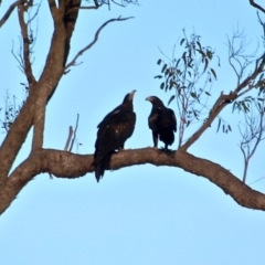 Aquila audax (Wedge-tailed Eagle) at Wallagoot, NSW - 29 Apr 2017 by RossMannell