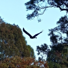 Aquila audax at Wallagoot, NSW - 30 Apr 2017 08:42 AM