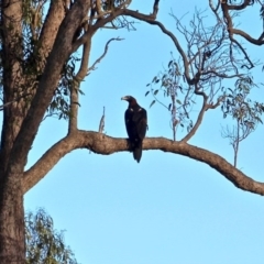 Aquila audax at Wallagoot, NSW - 30 Apr 2017 08:42 AM