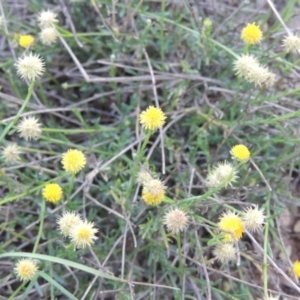 Calotis lappulacea at Molonglo River Reserve - 21 May 2017