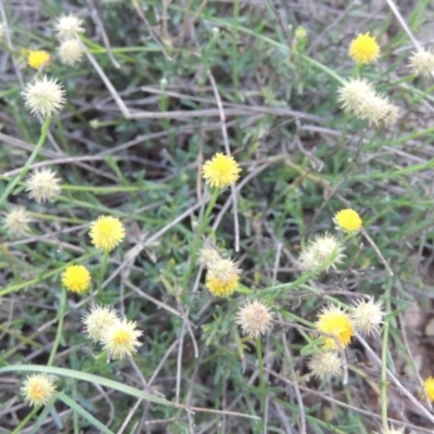 Calotis lappulacea (Yellow Burr Daisy) at Denman Prospect, ACT - 21 May 2017 by michaelb