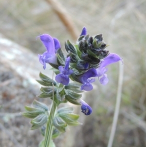 Salvia verbenaca var. verbenaca at Molonglo River Reserve - 21 May 2017 06:35 PM