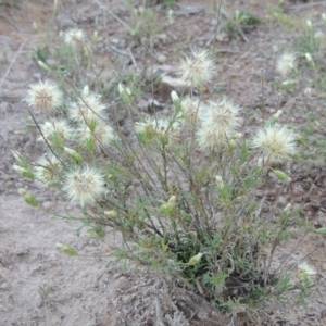 Vittadinia muelleri at Molonglo River Reserve - 21 May 2017