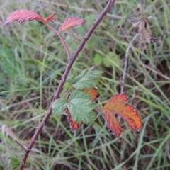 Rubus parvifolius (Native Raspberry) at Denman Prospect, ACT - 21 May 2017 by MichaelBedingfield