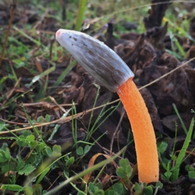 Phallus rubicundus (Phallus rubicundus) at QPRC LGA - 21 May 2017 by Wandiyali