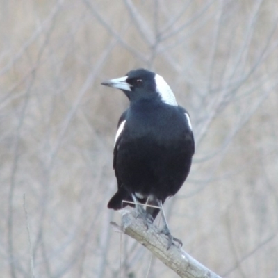 Gymnorhina tibicen (Australian Magpie) at Molonglo River Reserve - 21 May 2017 by michaelb