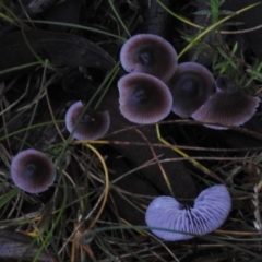 Mycena sp. (Mycena) at Paddys River, ACT - 21 May 2017 by JohnBundock