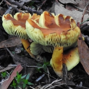 Hypholoma sp. at Paddys River, ACT - 21 May 2017 04:08 PM