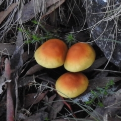 Hypholoma sp. at Paddys River, ACT - 21 May 2017 04:08 PM