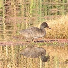 Stictonetta naevosa (Freckled Duck) at Jerrabomberra Wetlands - 21 May 2017 by MatthewFrawley