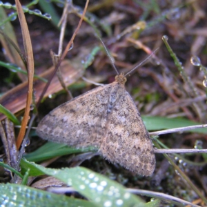 Scopula rubraria at Mount Taylor - 21 May 2017