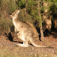 Macropus giganteus (Eastern Grey Kangaroo) at Mount Taylor - 21 May 2017 by MatthewFrawley