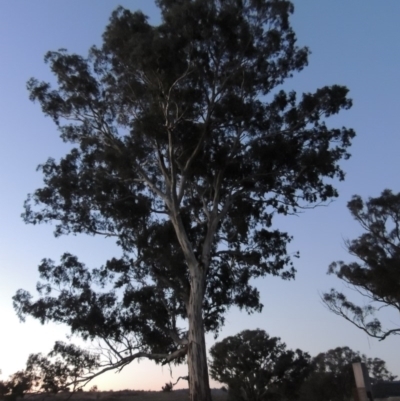 Eucalyptus melliodora (Yellow Box) at Denman Prospect, ACT - 17 Sep 2017 by michaelb