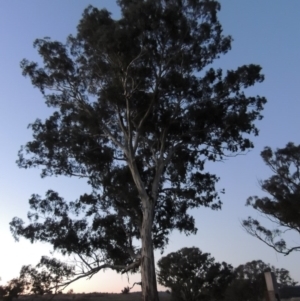 Eucalyptus melliodora at Molonglo River Reserve - 17 Sep 2017