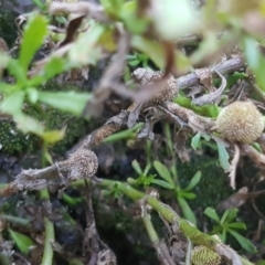 Centipeda cunninghamii at Farrer Ridge - 22 May 2017