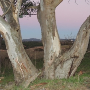 Eucalyptus blakelyi at Molonglo River Reserve - 21 May 2017